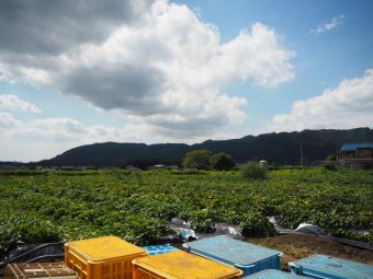 秋のさつまいも堀りのご案内
