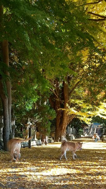 【積田神社・青蓮寺湖】紅葉情報