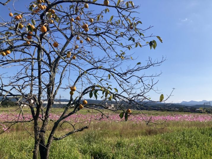 みはたメイハンランドの秋桜が見頃です